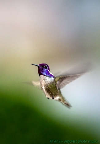 "Costa's Hummingbird in Flight"